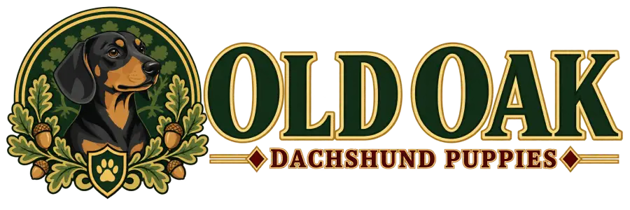Old Oak Dachshund Puppies