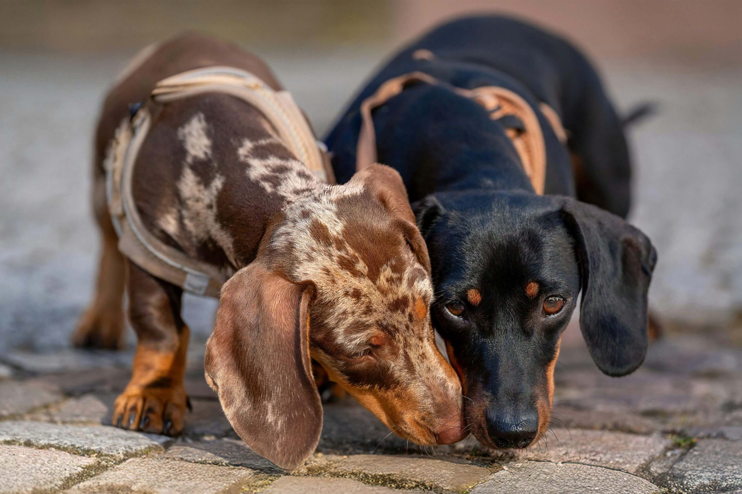 Two Dachshunds exploring together outdoors