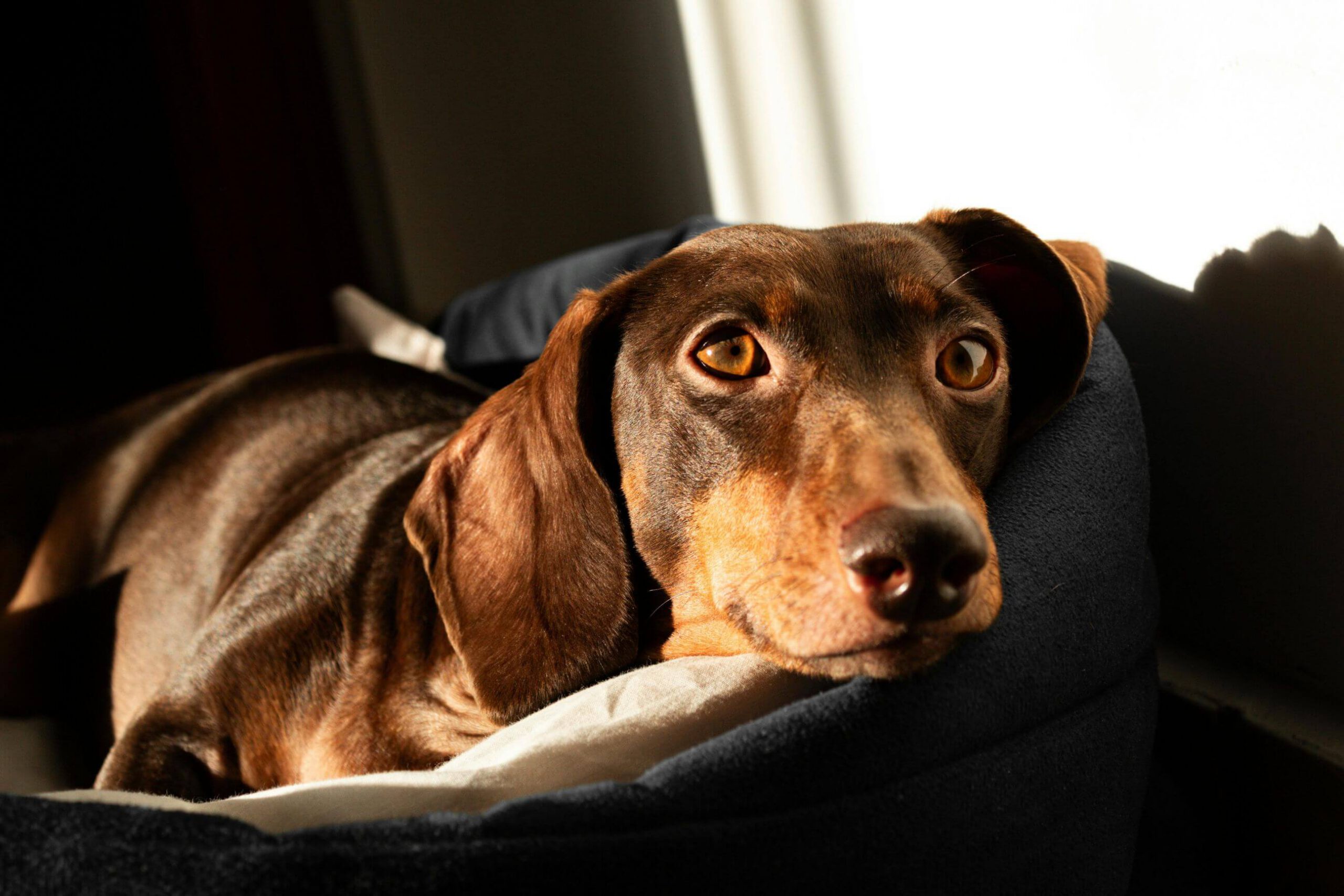 Chocolate Dachshund resting indoors