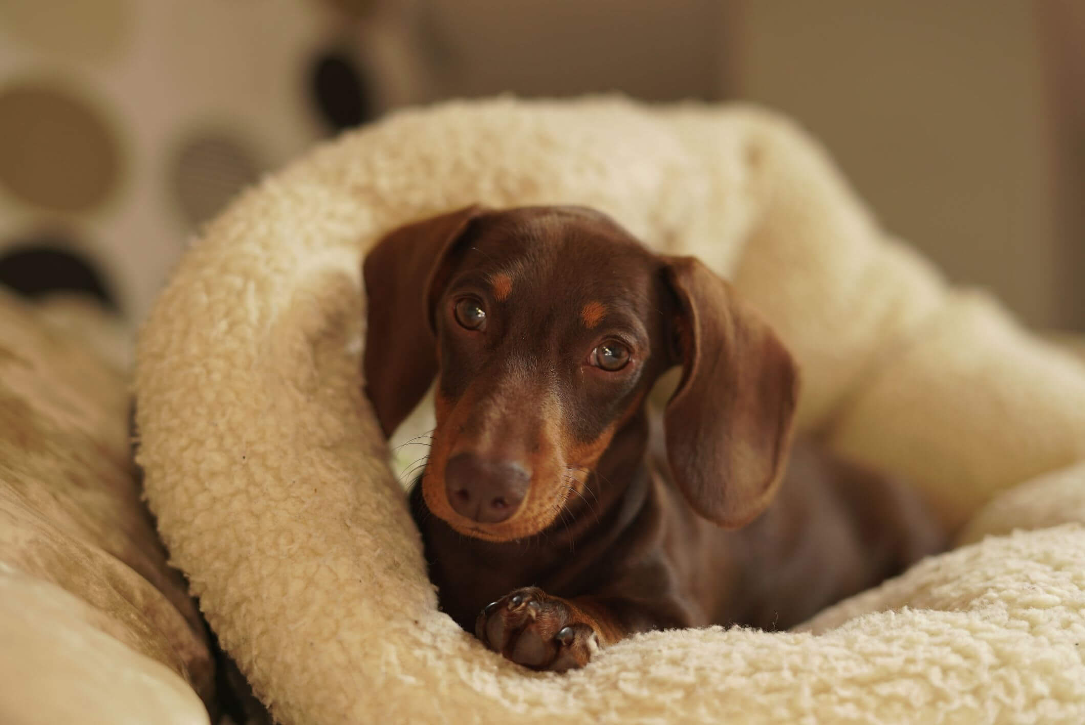 Chocolate Dachshund resting on a soft blanket