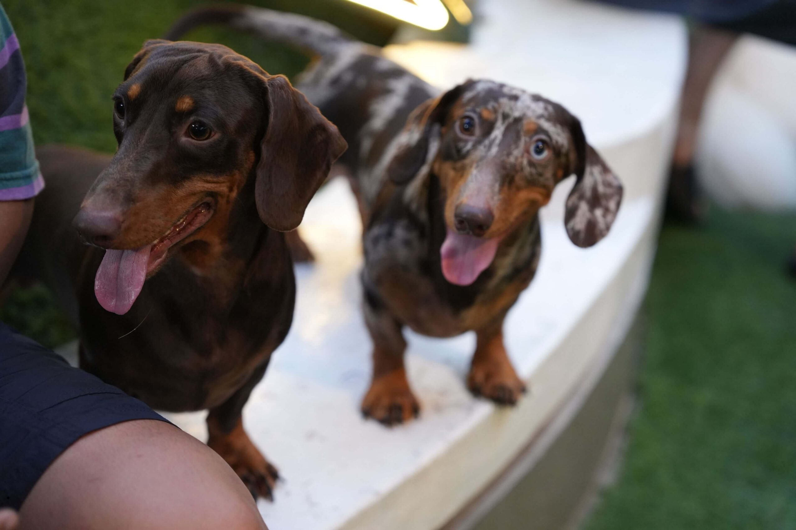 Black and tan and dapple Dachshunds outdoors