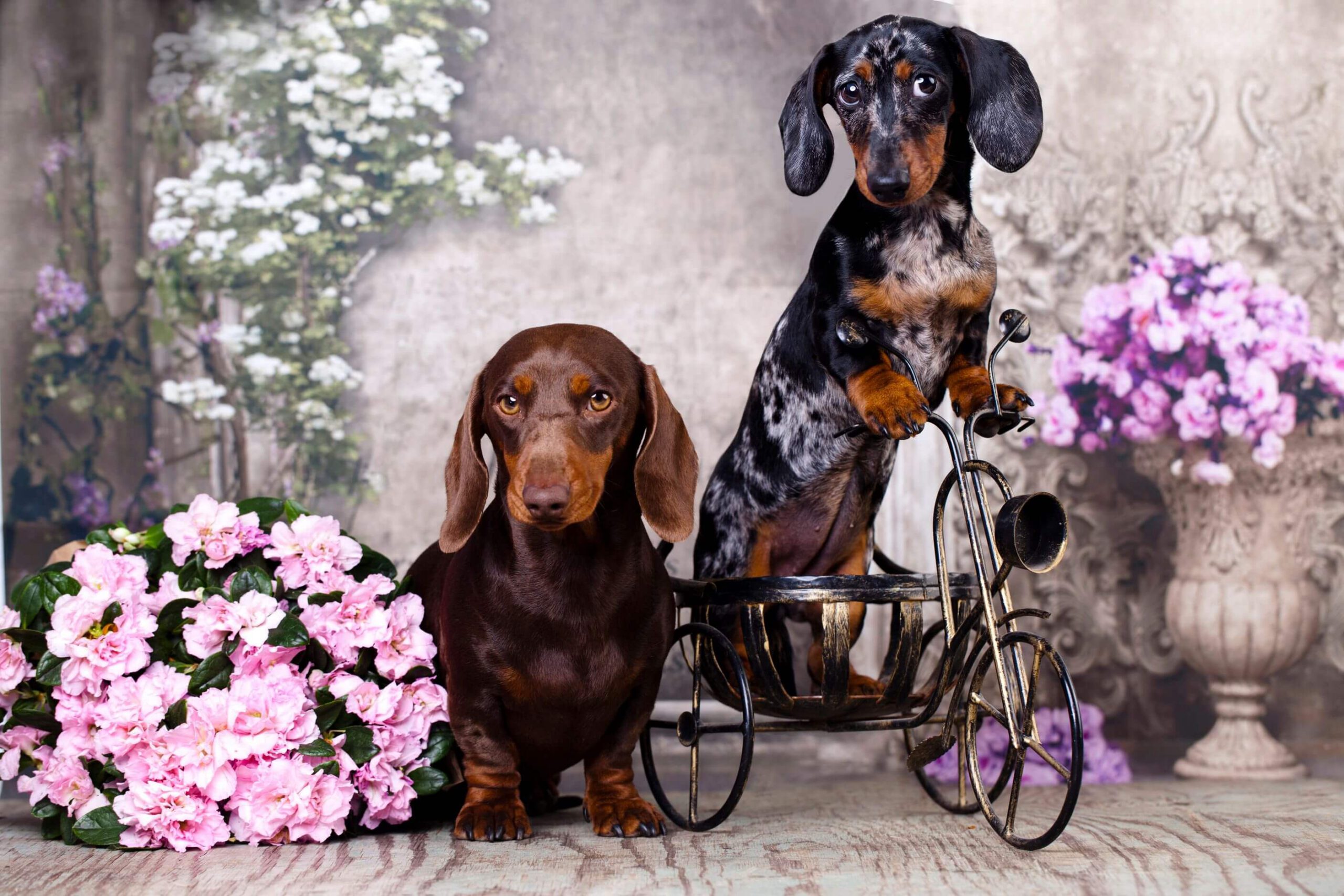 Chocolate and dapple Dachshunds posed together