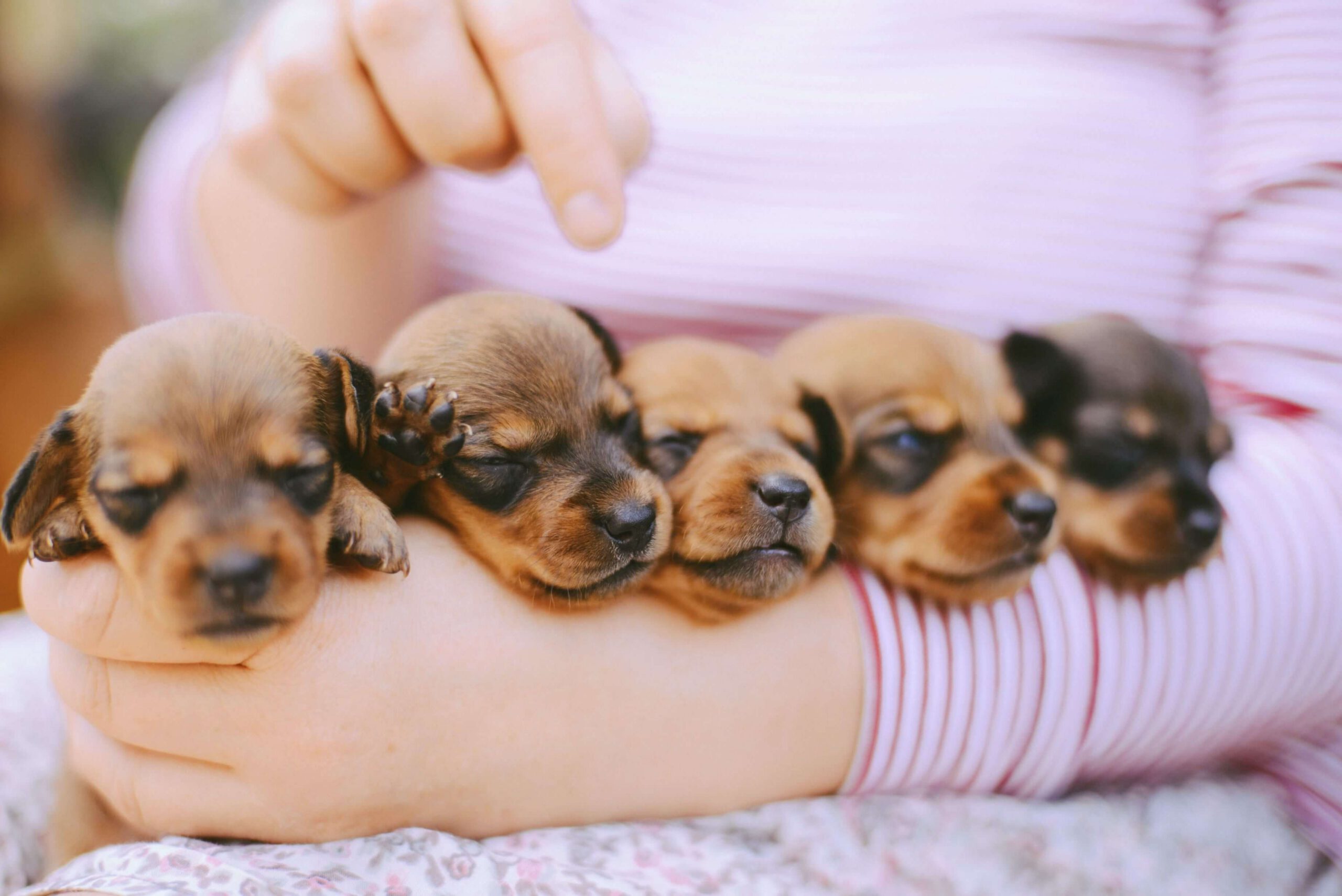 Newborn Dachshund puppies being held