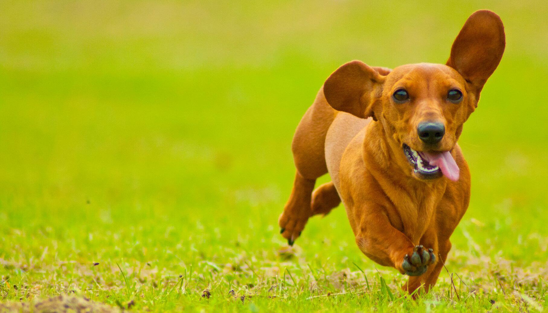 Red Dachshund running across grass